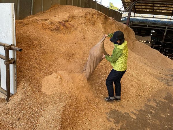 おが屑をおが屑山に流す女性